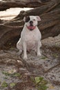 American Bulldog Kepler Royalty Free Stock Photo