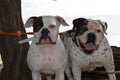 American Bulldog Kepler and Bubba Royalty Free Stock Photo