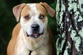 American Bulldog mixed breed with blue fleck eye Royalty Free Stock Photo