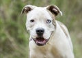 American Bulldog Pitbull mix dog with one blue eye Royalty Free Stock Photo