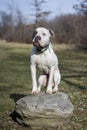 American Bulldog Posing