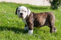 American Bulldog puppy on nature