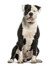 American Bulldog sitting against white background