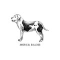 American bulldog sketch and lettering in dogs silhouette