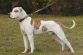 American bulldog standing Royalty Free Stock Photo