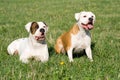 American bulldogs Royalty Free Stock Photo