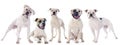 American bulldogs Royalty Free Stock Photo