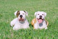 American bulldogs on the grass Royalty Free Stock Photo
