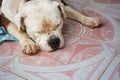 American Bulldogs are sleeping on the tile floor Royalty Free Stock Photo