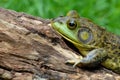 American Bullfrog Royalty Free Stock Photo