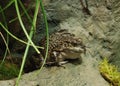 American Bullfrog Royalty Free Stock Photo