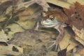 American bullfrog Royalty Free Stock Photo