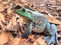 American bullfrog Royalty Free Stock Photo