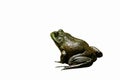 American bullfrog