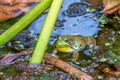 American bullfrog.Beaver Marsh.Cuyahoga Valley National Park.Ohio.USA Royalty Free Stock Photo