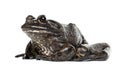 American bullfrog or bullfrog, Rana catesbeiana Royalty Free Stock Photo