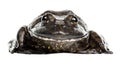 American bullfrog or bullfrog, Rana catesbeiana Royalty Free Stock Photo