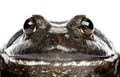 American bullfrog or bullfrog, Rana catesbeiana Royalty Free Stock Photo