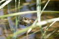 American Bullfrog Camouflages in Water Reed Bamboo Grass