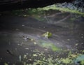 American bullfrog in a duck weed covered pond sticking its head out of the water Royalty Free Stock Photo