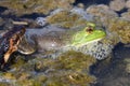 American Bullfrog grabbed on leg by Banded Watersnake struggling to get away