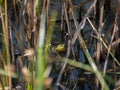 American Bullfrog in the Grass