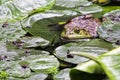 American Bullfrog an invasive species of frog introduced to Chin