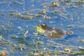 American Bullfrog Lithobates catesbeiana partially submerged