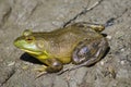 American bullfrog Royalty Free Stock Photo