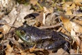 The American bullfrog (Lithobates catesbeianus) Royalty Free Stock Photo