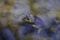 The American bullfrog (Lithobates catesbeianus) Royalty Free Stock Photo