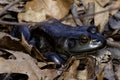 The American bullfrog (Lithobates catesbeianus) Royalty Free Stock Photo