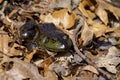 The American bullfrog (Lithobates catesbeianus) Royalty Free Stock Photo