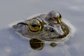 The American bullfrog (Lithobates catesbeianus) Royalty Free Stock Photo