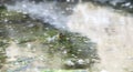 American Bullfrog Lithobates catesbeianus Perched in a Small Pond with Only His Big Eyes Sticking out of the Water in Colorado Royalty Free Stock Photo