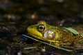 The American bullfrog Lithobates catesbeianus or Rana catesbeiana