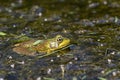 The American bullfrog Lithobates catesbeianus or Rana catesbeiana