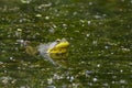 The American bullfrog Lithobates catesbeianus or Rana catesbeiana