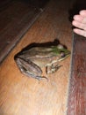 American Bullfrog (Lithobates catesbeianus) on wooden floor