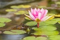 American Bullfrog Lithobates catesbenianus on a lily pad Royalty Free Stock Photo