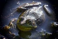 American bullfrog in the marsh