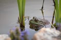 American Bullfrog in a pond in Missouri Royalty Free Stock Photo