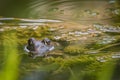 American Bullfrog with reflection Royalty Free Stock Photo