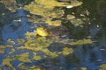 American bullfrog singing with an inflated throat in Manchester, Connecticut Royalty Free Stock Photo