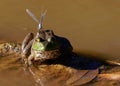 American Bullfrog sitting on a log in a swamp habitat, with a blue dragonfly sitting on its head