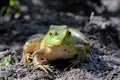 American bullfrog sitting in mud