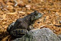 American bullfrog sitting at ponds edge in early morning sun. Royalty Free Stock Photo