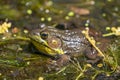 American Bullfrog sitting in wetlands looking at camera Royalty Free Stock Photo