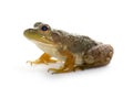 American Bullfrog Royalty Free Stock Photo