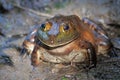 American bullfrog sitting in mud Royalty Free Stock Photo